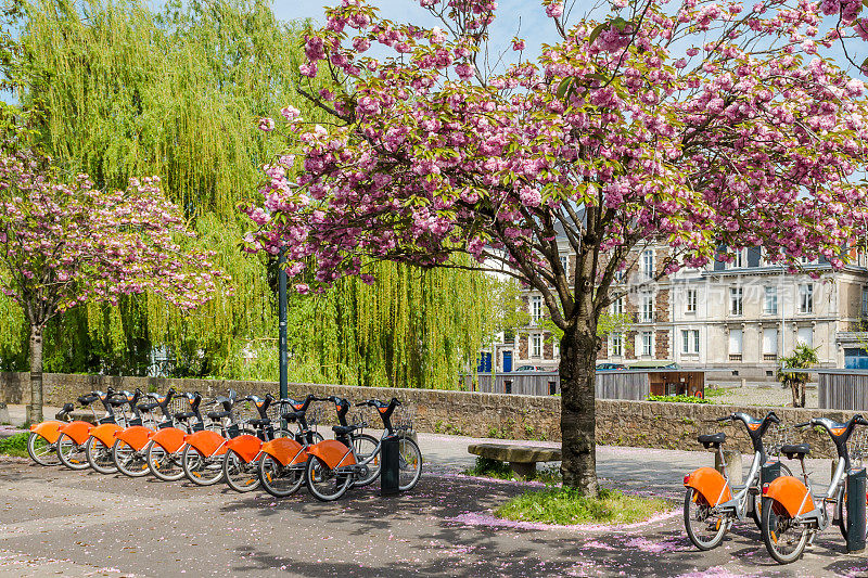 公园里有樱花和自行车。南特。法国,11/04 / 2014